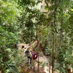 Sumatraanse jungle